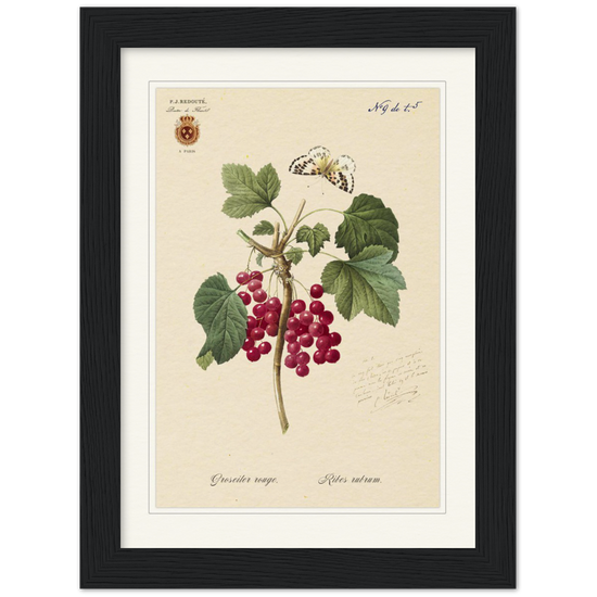Red currant by Redoute, 1827 (édition classique)