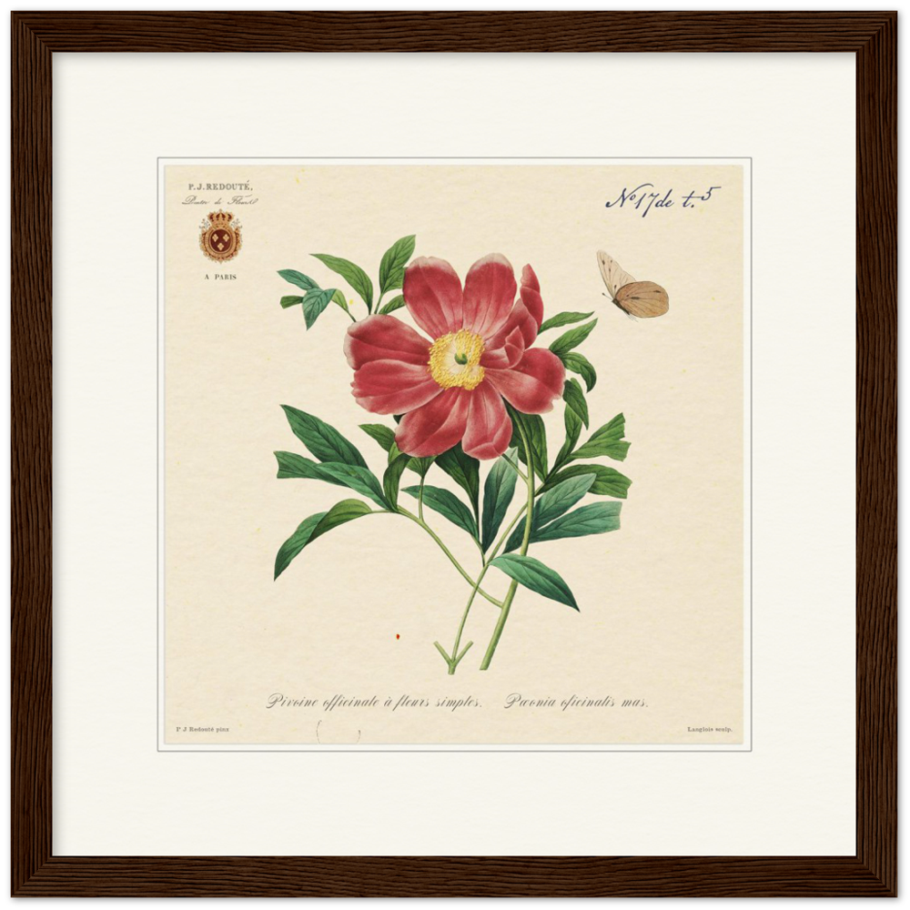 Peony by Redouté, 1827 (édition classique)
