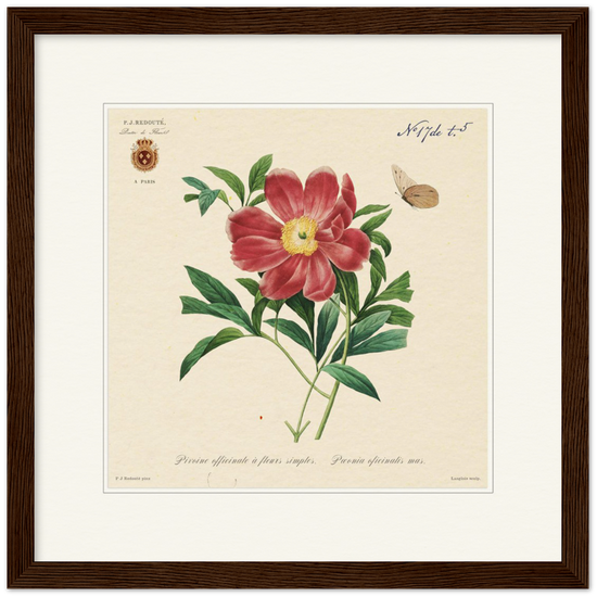 Peony by Redouté, 1827 (édition classique)