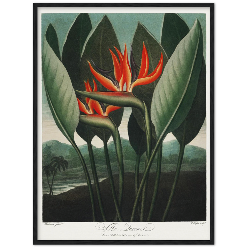 The Queen plant by R.J. Thornton, 1807