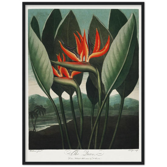 The Queen plant by R.J. Thornton, 1807
