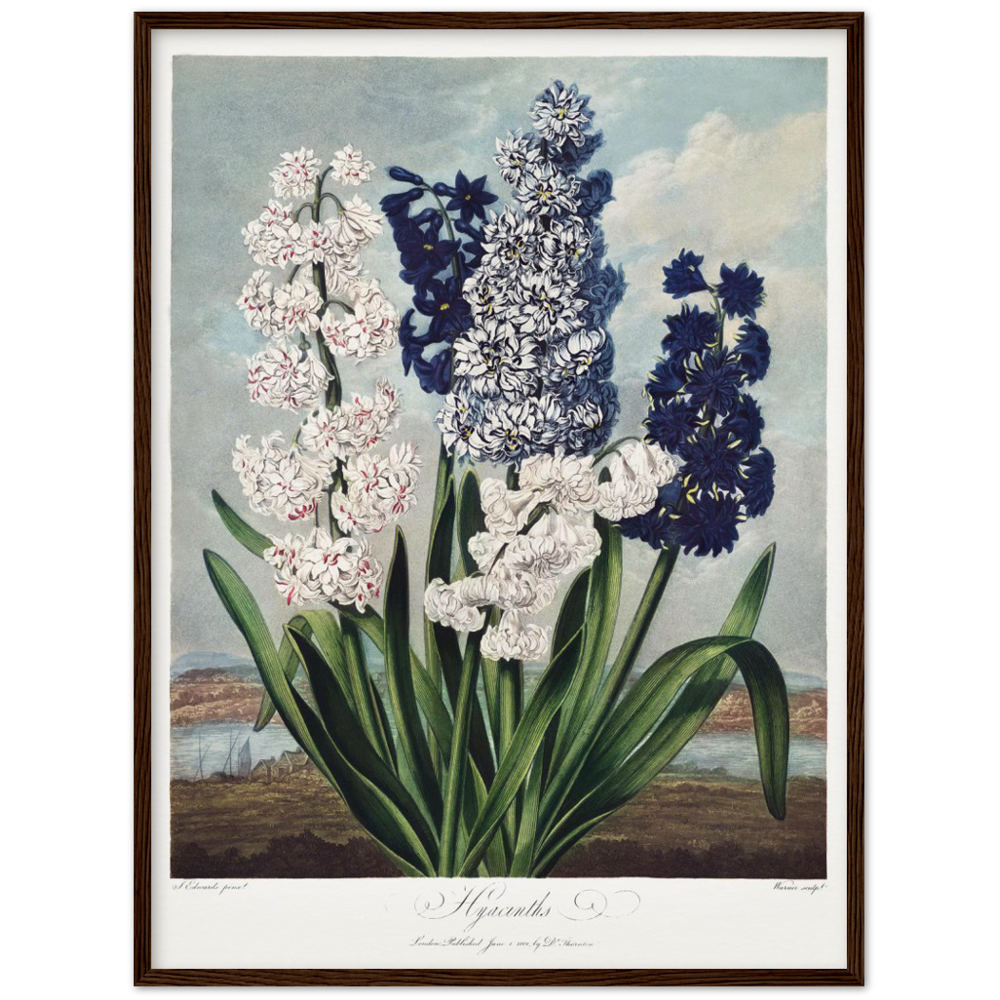 Pierre-Joseph Redouté, floral, flowers, art, wall art, flower prints, botanical, illustration, plants, roses