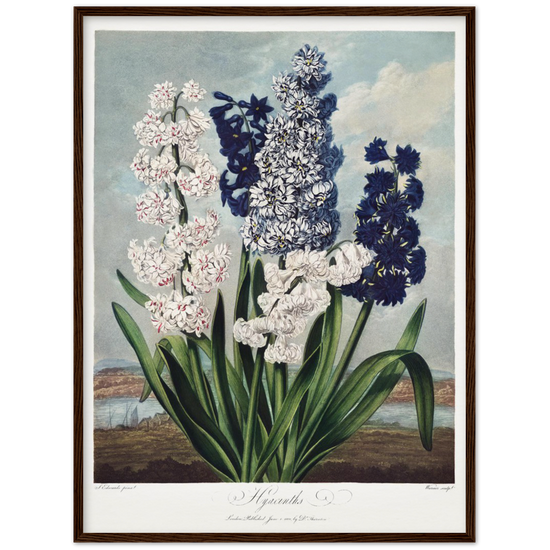 Pierre-Joseph Redouté, floral, flowers, art, wall art, flower prints, botanical, illustration, plants, roses