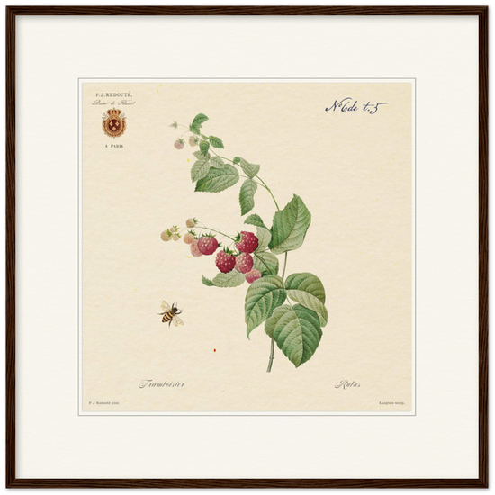 Raspberries by Redouté, 1824 (édition classique)