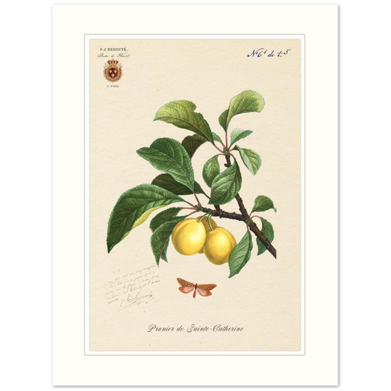 Plum of Saint Catherine, 1824 (édition classique)