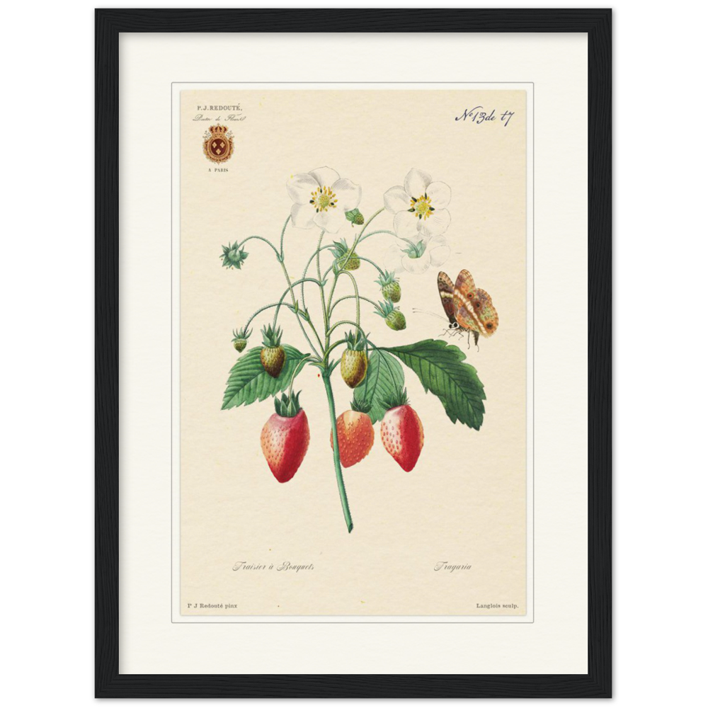 Strawberry by Redouté, 1834 (édition classique)