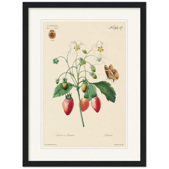 Strawberry by Redouté, 1834 (édition classique)