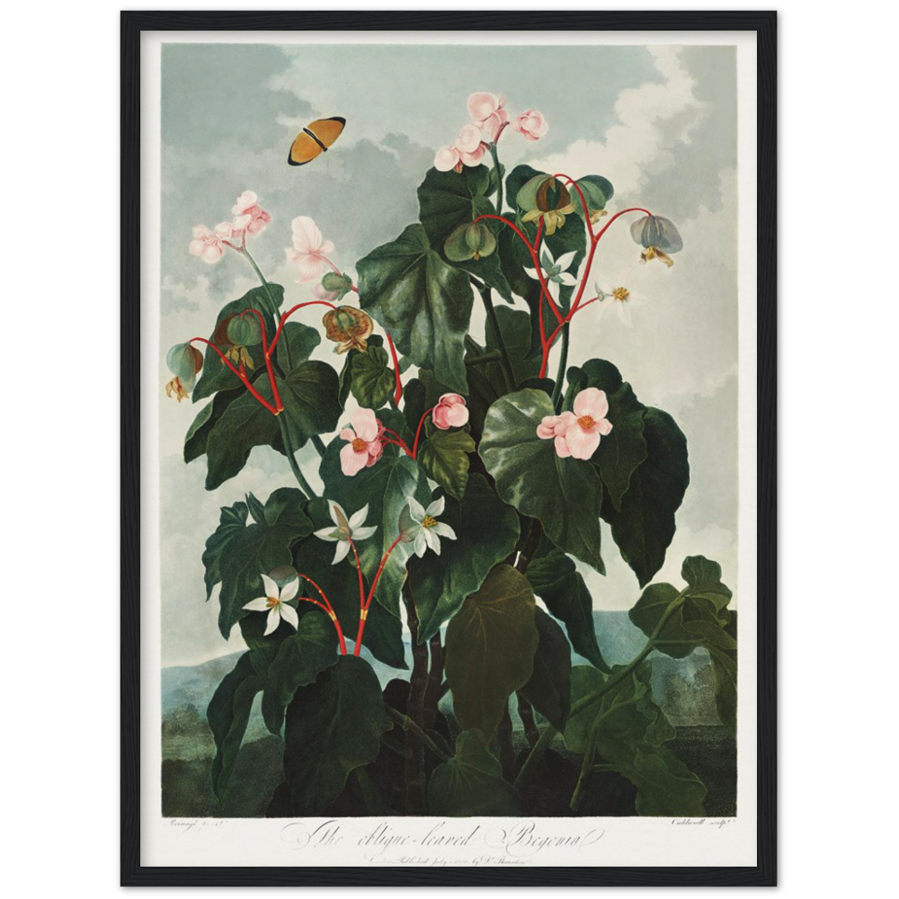 The oblique-leaved begonia by R.J. Thornton, 1807