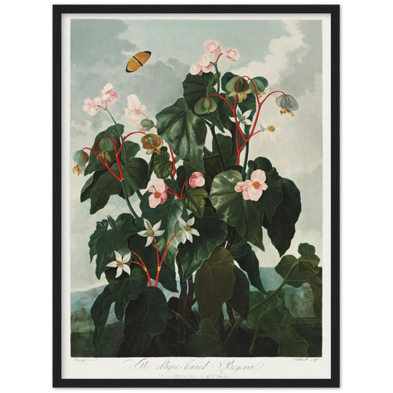 The oblique-leaved begonia by R.J. Thornton, 1807