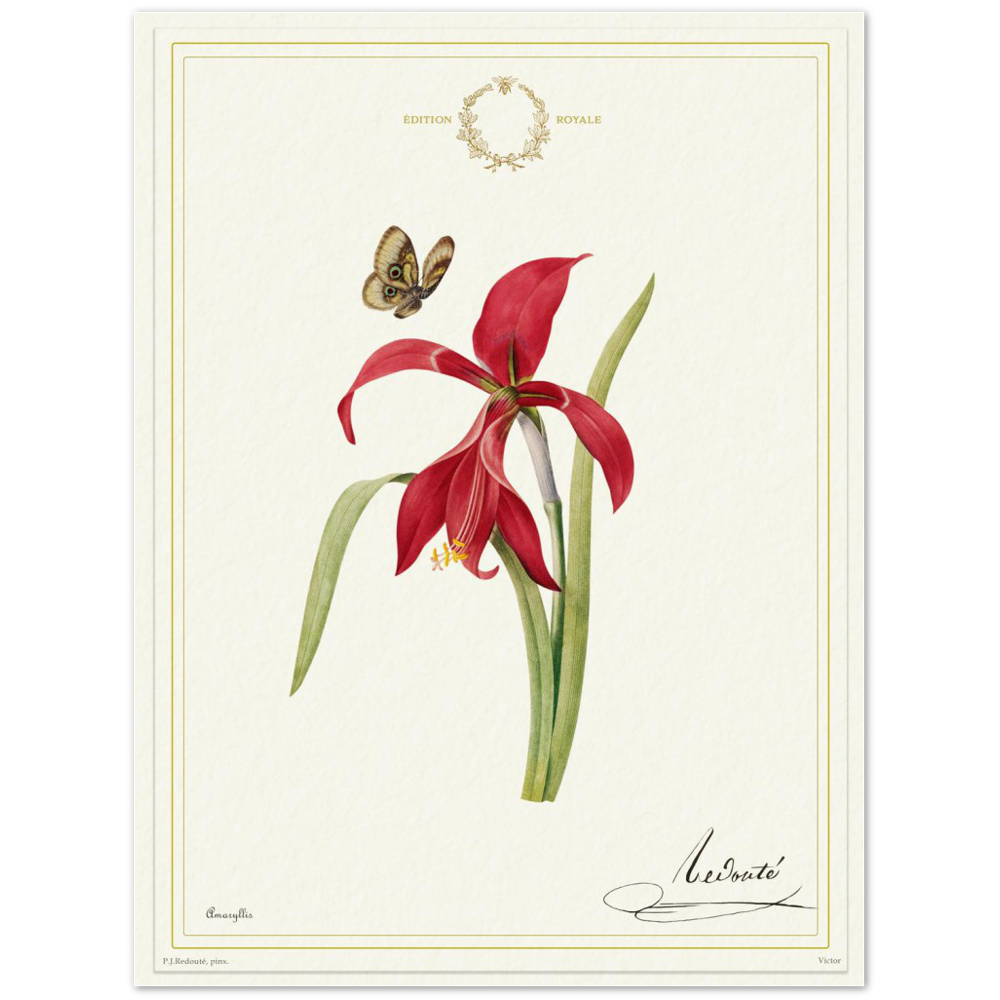 Pierre-Joseph Redouté, floral, flowers, art, wall art, flower prints, botanical, illustration, plants, roses
