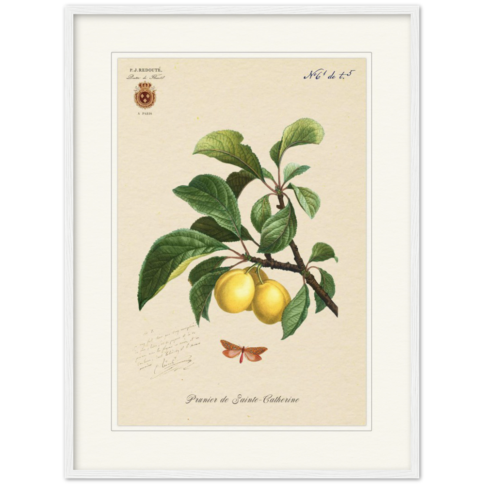 Plum of Saint Catherine, 1824 (édition classique)