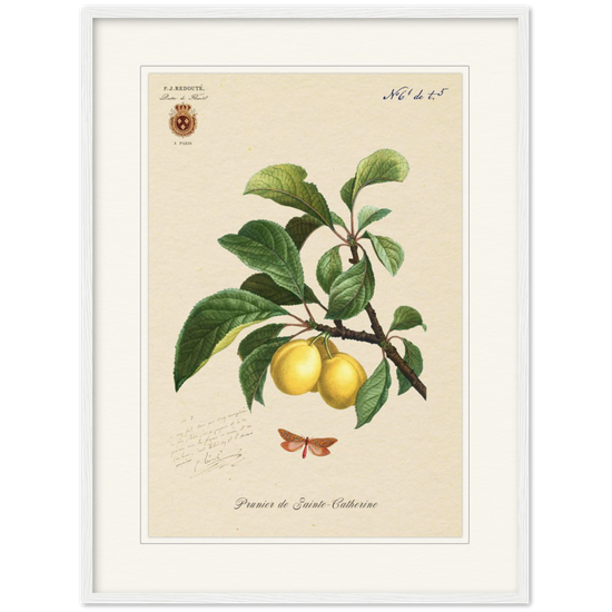 Plum of Saint Catherine, 1824 (édition classique)