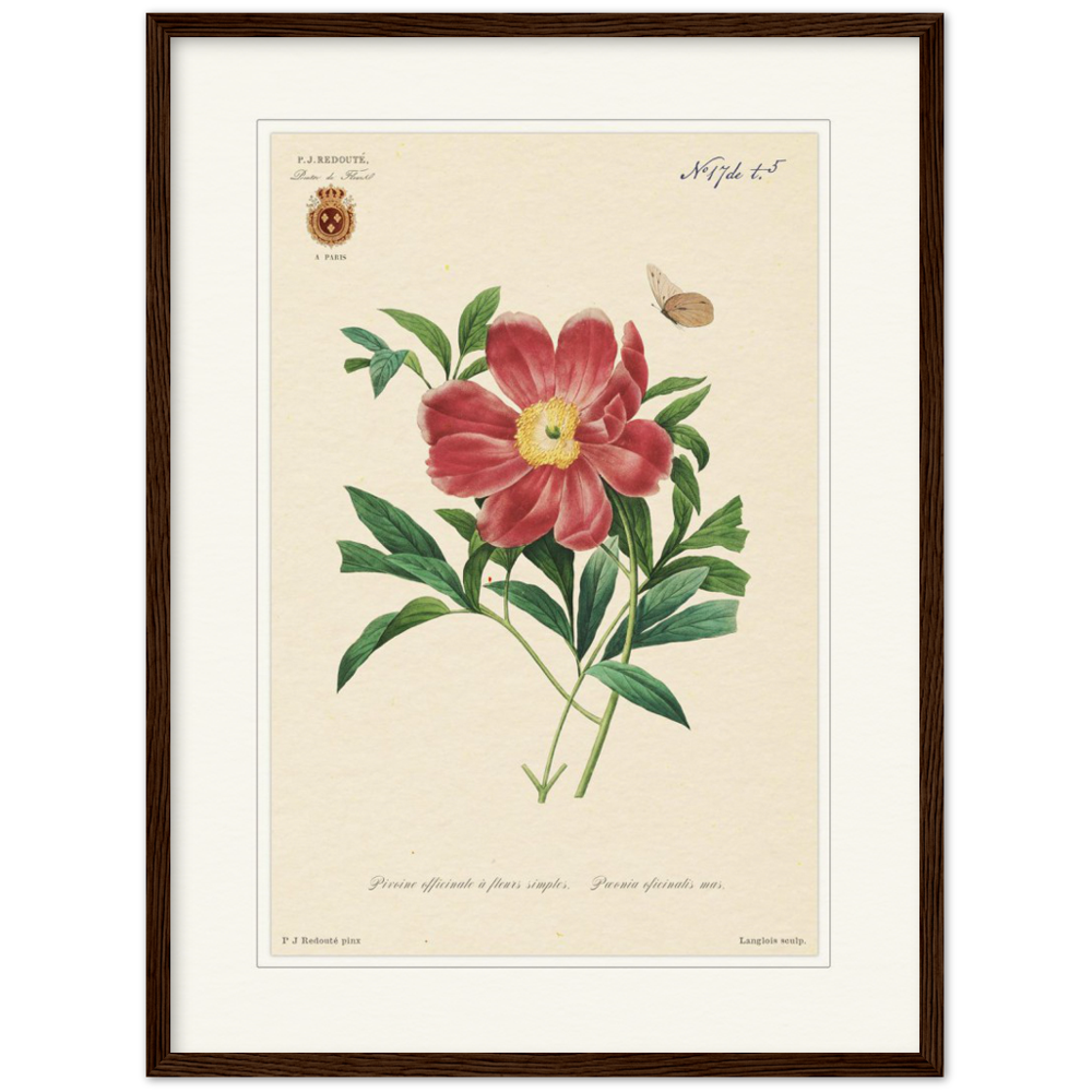 Peony by Redouté, 1827 (édition classique)