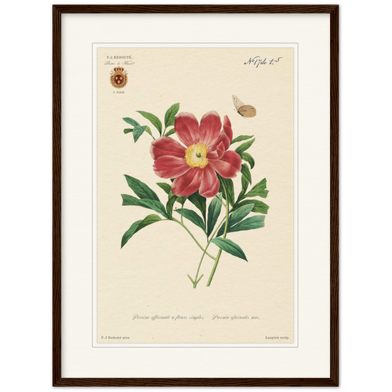 Peony by Redouté, 1827 (édition classique)