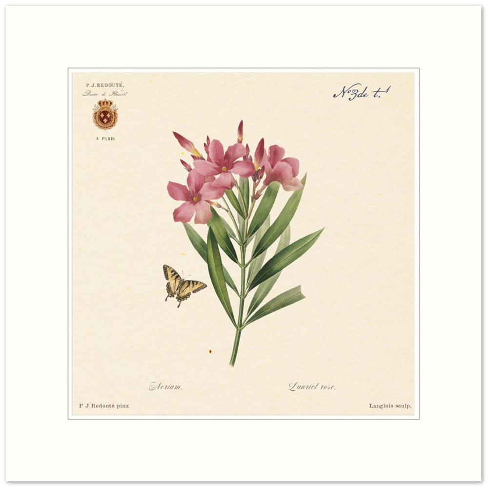 Oleander flowers by Redouté, édition classique