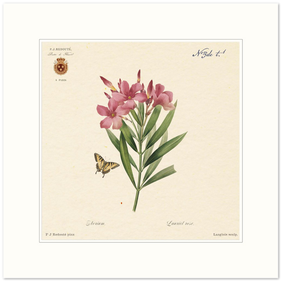 Oleander flowers by Redouté, édition classique